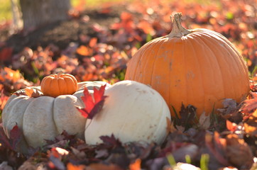 Autumn Pumpkins