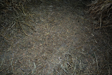 Barn floor covered with hay backdrop. 