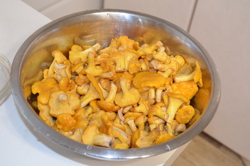 multum fungos in catino