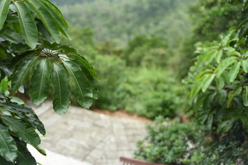 a close up of Queensland umbrella tree leaves planted besides a hiking trail in shenzhen china