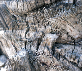 The bark of an old dry palm tree, closeup. Natural wooden background