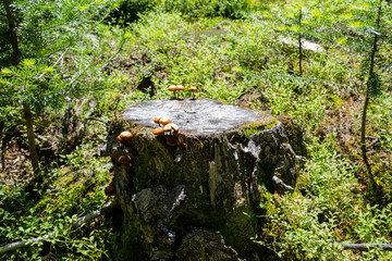 Close up shot of fungus, leaves, grass at Banff National Park