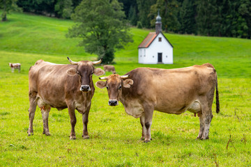 Kühe auf der Weide