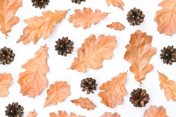 Autumn background. Dry oak leaves and cones on a white background. Autumn composition. Brown leaves of different shapes. View from above. Copy space