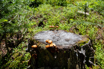 Close up shot of fungus, leaves, grass at Banff National Park