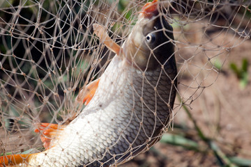 carp fish net ground background 
