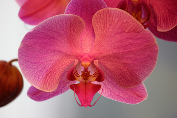 rosa streifen Orchidee