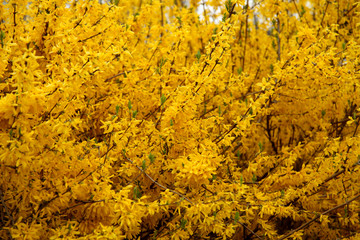 spring bushes yellow flowers