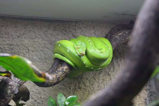 Pyton zielony (Morelia viridis)