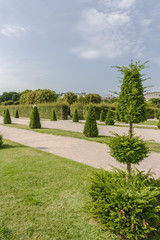 Green trimmed trees in the form of geometric figures. Topiary tree, formal garden, figure evergreen bush