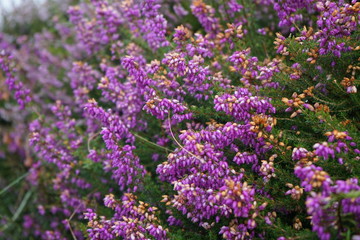 Violet small flowers blooming during Irish Summer