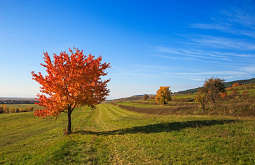 landscape with lonely beautiful autumn tree in rural fields.