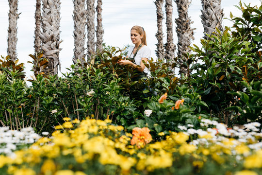 Female worker in a garden center caring for flowers