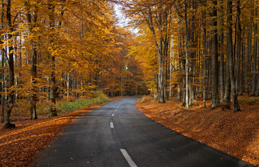 Winding Countryside Road Through Autumn Forest.