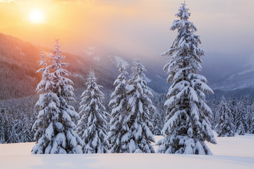 Marvelous winter sunrise high in the mountains in beautiful forests. Tourist scenery. Location Carpathians, Ukraine, Europe.