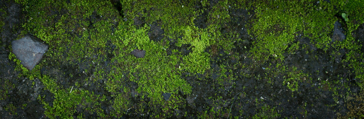 Moss green texture. Moss background. Green moss on grunge texture, background. Long web banner - 287832783