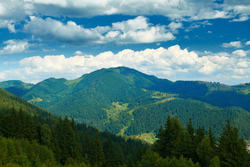 Spruces on hills - beautiful summer landscape, cloudy sky at bright sunny day. Carpathian mountains. Ukraine. Europe. Travel background.