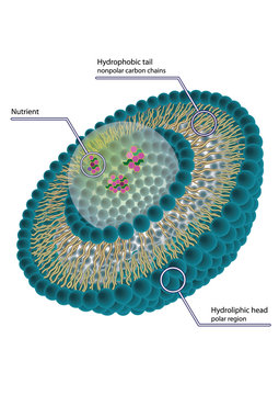 Structure of liposome, vector illustration, eps