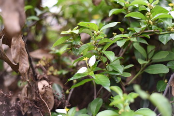 a macro shot of green plant bearing fruit in a park of shenzhen china