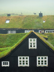 Fototapeta na wymiar sheep on the green grass roof of house on Faroe island