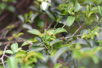 plant fruit surrounded with green leaves of a tree in summer,  shot in a park of shenzhen china