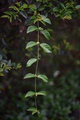 close-up of a branch bearing fruit from the tree shot in a park of shenzhen china