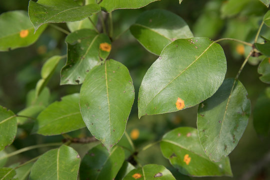 Pear leaves infestated by pear rust