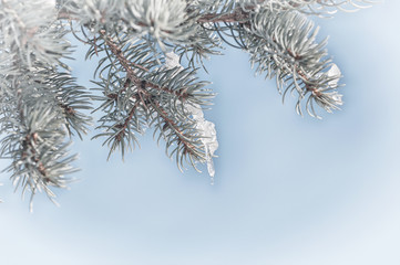 ice on a pine tree branch in nature