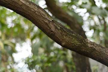 a length of trunk from a tree in the air, shot inside a hill park in shenzhen china