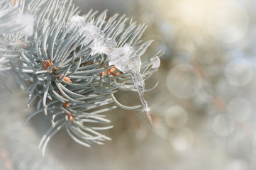 Naklejka na ściany i meble ice on a pine tree branch in nature