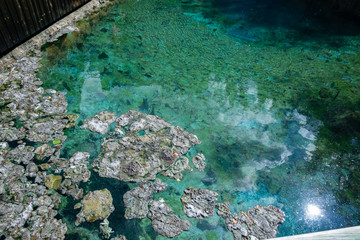 Many Banff snail in the Cave and Basin National Historic Site