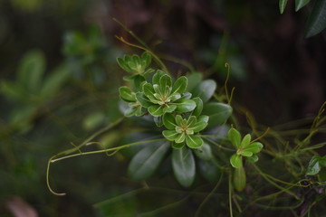 a close-up shot of green leaves arranged in a floral shape in a park of shenzhen china