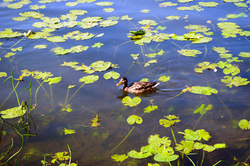 Duck in a pond among the leaves of water lilies.