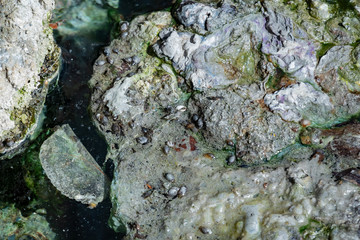 Many Banff snail in the Cave and Basin National Historic Site