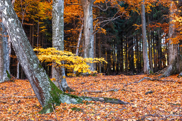 Transylvanian beech forest in autumn