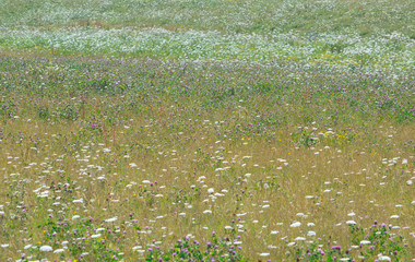 summer meadow