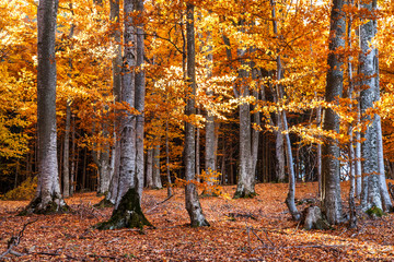 Autumn in the beech forest