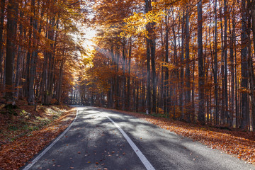 Winding Countryside Road Through Autumn Forest.