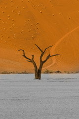 Dead tree in deserted sand dune under big daddy dune. Orange sand and white ground.