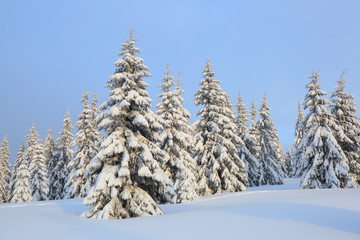 Beautiful landscape on the cold winter morning. Lawn and forests. Location the Carpathian Mountains, Ukraine, Europe.