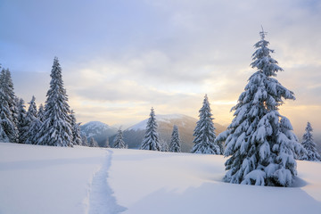 Fototapeta premium Winter landscape with fair trees, mountains and the lawn covered by snow with the foot path.