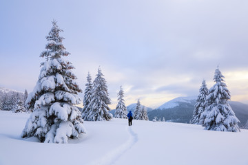 On the road on the lawn the man stands and watches the mountains. Fluffy fair trees are arround.