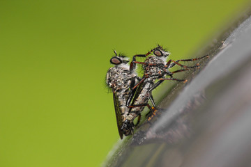 Close-up of two robber flies (efferia aestuans), copulating on a gray surface. Male having his paw on the female's head. Isolated on green background.