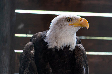 Weißkopfseeadler