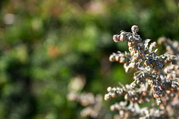 Blooming wormwood closeup. Branch of blooming wormwood on the background of the meadow. Green meadow bokeh