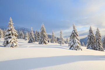 Beautiful landscape on the cold winter day. On the lawn covered with snow, the high mountains with snow white peaks, trees in the snowdrifts.
