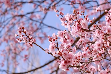 Pink cherry blossom flowers in bloom against a clear blue sky