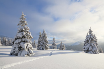 Winter landscape with fair trees, mountains and the lawn covered by snow with the foot path.