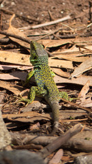 Ocellated Lizard (Timon lepidus) in a brown background with rocks and leafs.