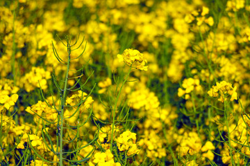 Fototapeta premium Rape flowers close-up rays of sunlight on nature in spring, panoramic view. Growing blossoming rape, soft focus.